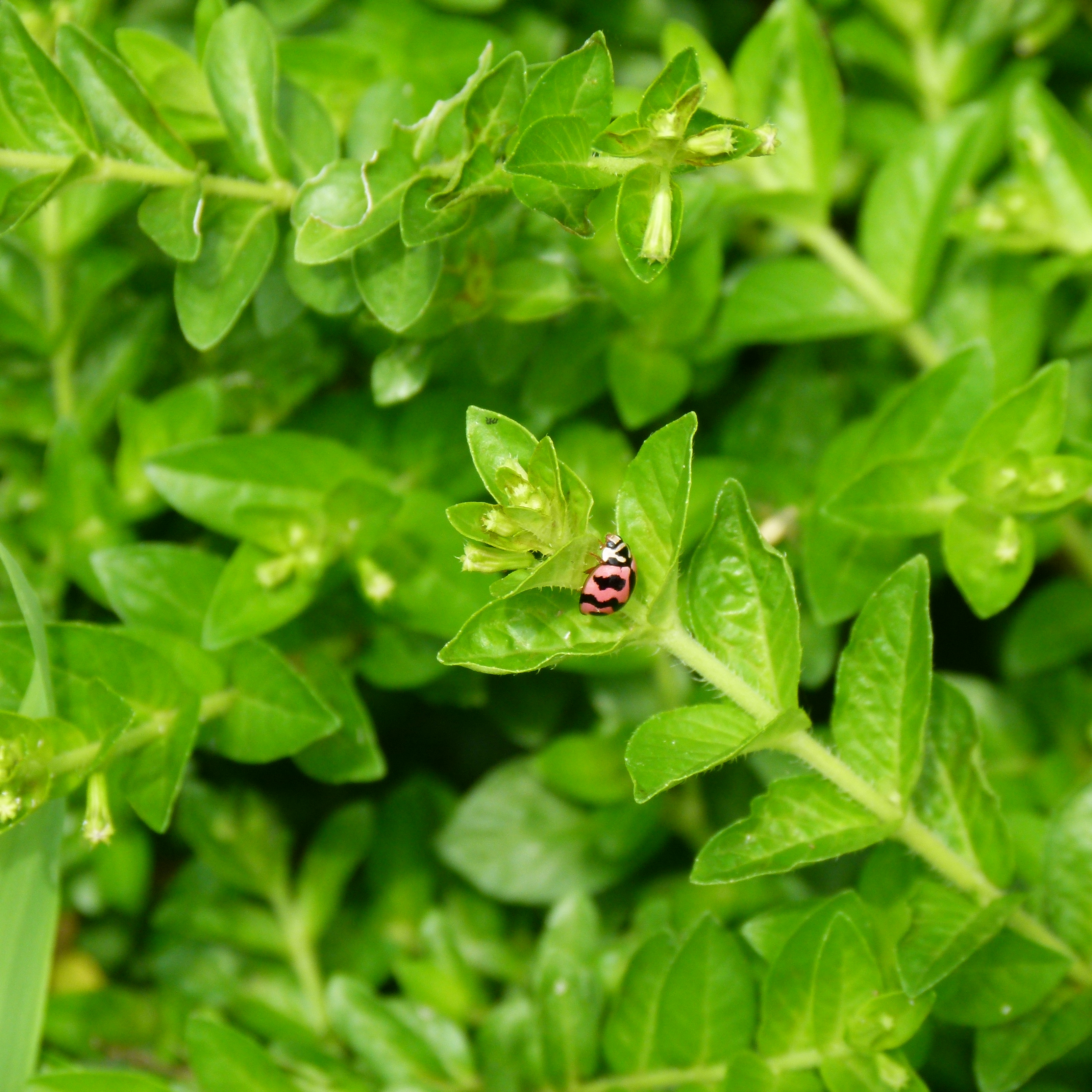 This little ladybeetle is showing the importance of standing out and making an impression online.
